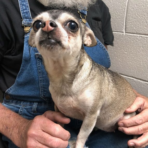 Anderson County Animal Rescue Foundation Giving Pets A Helping Hand